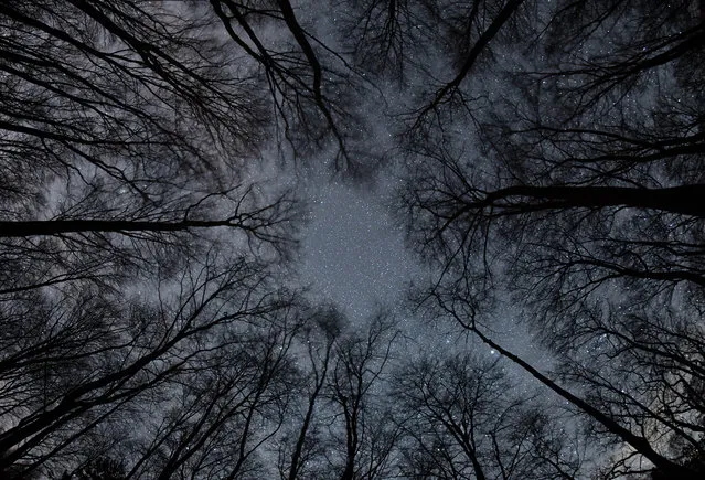 Stars twinkle in the night sky over the treetops of a forest in Frankfurt (oder), western Germany, on March 16, 2017. (Photo by Patrick Pleul/AFP Photo/DPA)