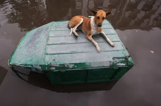 A street dog rests on a submerged vehicle in a waterlogged street in Ahmadabad, India, Wednesday, July 30, 2014. Normal life was thrown out of gear and rail and air traffic in several areas of Gujarat state were disrupted due to heavy rainfall, according to news reports. (Photo by Ajit Solanki/AP Photo)