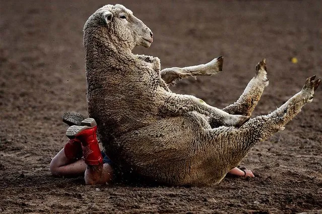First Place, Sports Photojournalist Of The Year. One of 24 photos by Patrick Smith, freelance for Getty Images:  Sadie Bezzant is crushed by a sheep during the pre-rodeo entertainment of mutton busting during the Strawberry Days Rodeo in Pleasant Grove, Utah. (Photo by Patrick Smith)