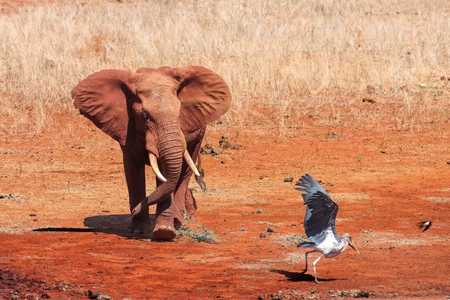 A young bull Elephant runs off a Marabou stork as it approaches a watering pond for a drink at the Ngutuni Wildlife Conservancy on the outskirts of Voi town in Taita Taventa County on October 29, 2024. Loved by tourists, elephants are loathed by most local farmers, who form the backbone of the nation's economy Elephant conservation has been a roaring success: numbers in Tsavo rose from around 6,000 in the mid-1990s to almost 15,000 elephants in 2021, according to the Kenyan Wildlife Service (KWS) But the human population also expanded, encroaching on grazing and migration routes for the herds. (Photo by Tony Karumba/AFP Photo)