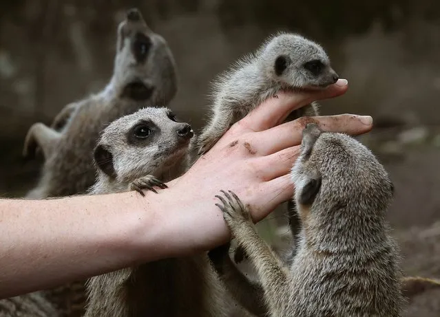 One of the three baby Meerkats nicknamed The Three Amigos is returned to the group after the three week olds were checked over by Keeper Connie McEwan at Blair Drummond Safari Park near Stirling, on August 15, 2014. (Photo by Andrew Milligan/PA Wire)