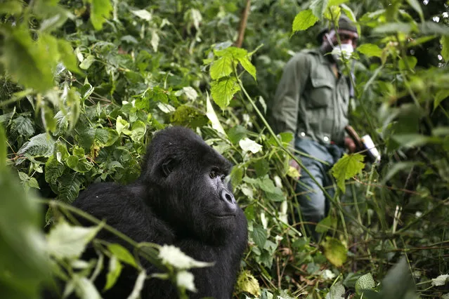 In this photo taken December 11 2012, a park ranger wearing a mask walks past a mountain gorilla in the Virunga National Park in eastern Congo. Congo's Virunga National Park, home to about a third of the world's mountain gorillas, has barred visitors until June 1 2020, citing “advice from scientific experts indicating that primates, including mountain gorillas, are likely susceptible to complications arising from the COVID-19 virus”. (Photo by Jerome Delay/AP Photo)