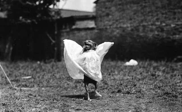 A performing dog wearing a dress and walking on hind legs. 1st June 1907.