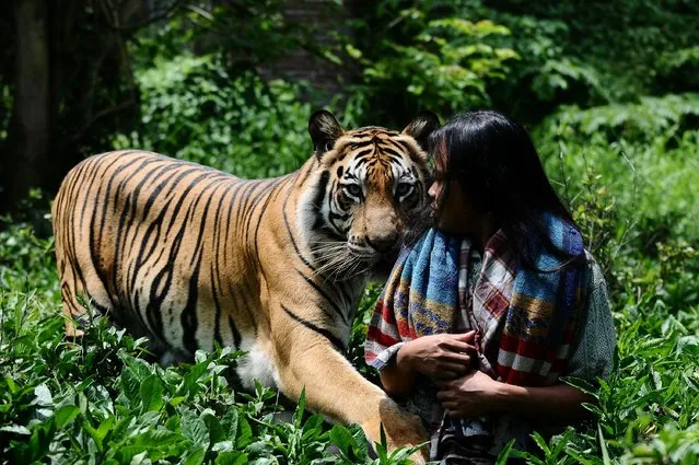 Tiger And Man Best Friends