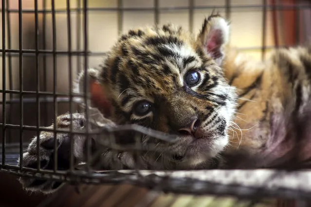 A newborn bengal tiger cub called “Covid” is pictured at the Wildlife Rescue and Rehabilitation Center “Africa Bio Zoo” in Cordoba, State of Veracruz, Mexico on April 05, 2020 amid the outbreak of the novel coronavirus, COVID-19. (Photo by Victoria Razo/AFP Photo)