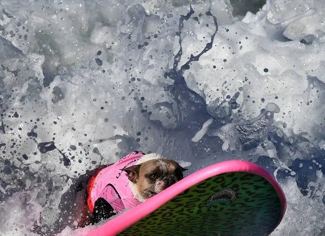 Surf dog Cherie rides a wave in her heat of the Medium Dog event during the 9th annual Surf City Surf Dog event at Huntington Beach, California on September 23, 2017. Dogs, big and small, and some in tandem braved the large swell that greeted them during the iconic event at Surf City, USA. (Photo by Mark Ralston/AFP Photo)