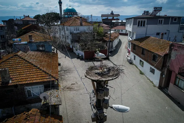 A stork is seen on a nest near Uluabat Lake in Eskikaraagac neighborhood, known as "Stork Village" which is planned to turn into natural bird sanctuary, of Karacabey district, Bursa, Turkey on March 20, 2020. Eskikaraagac is the only region in Turkey that found itself a place in the European Stork Villages network, which hosts storks come from continent Africa within the migration season every year. (Photo by Sergen Sezgin/Anadolu Agency via Getty Images)