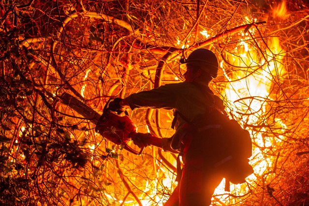 A firefighter extinguishes the fire as the Palisades Fire, one of several simultaneous blazes that have ripped across Los Angeles County, burns in Mandeville Canyon, a neighborhood of Los Angeles, California, U.S., January 12, 2025. (Photo by Ringo Chiu/Reuters)
