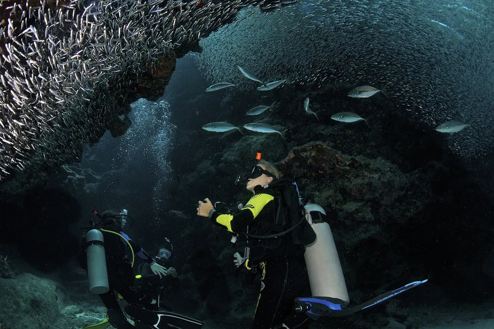 Millions of Silverside Fish Dwarf the Divers
