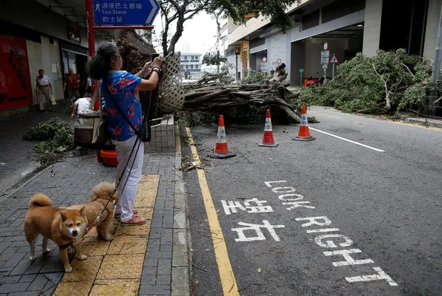 A woman takes photos of uprooted trees after Typhoon Nida hit Hong Kong, China August 2, 2016. (Photo by Tyrone Siu/Reuters)