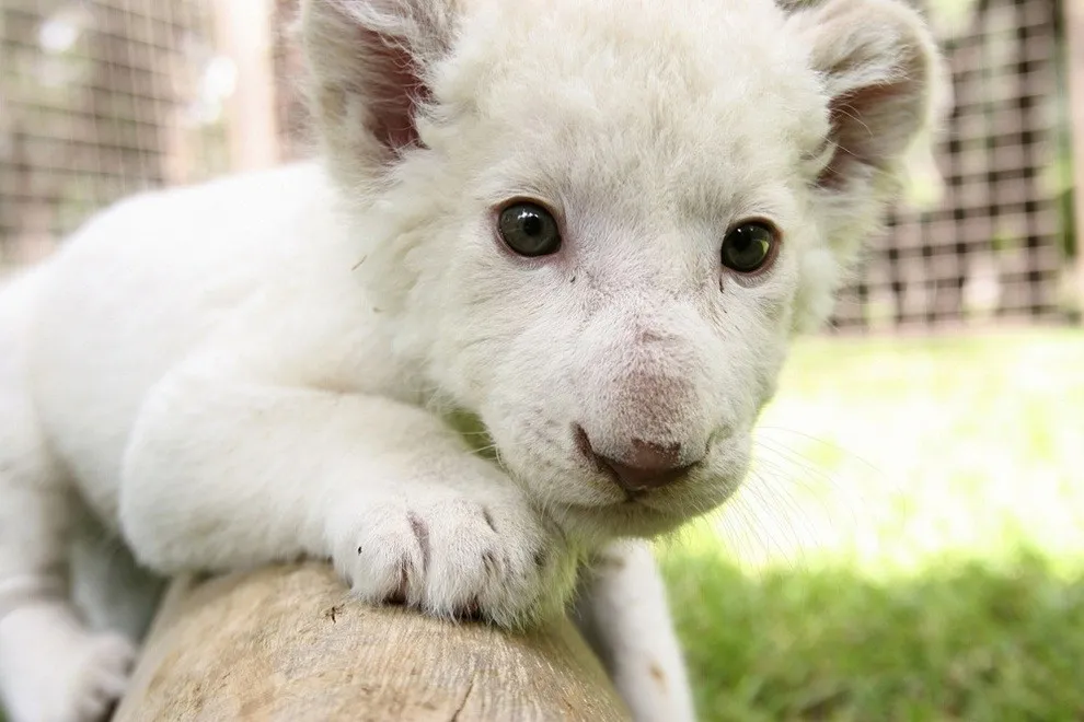 Rare White Lion Cub Debut