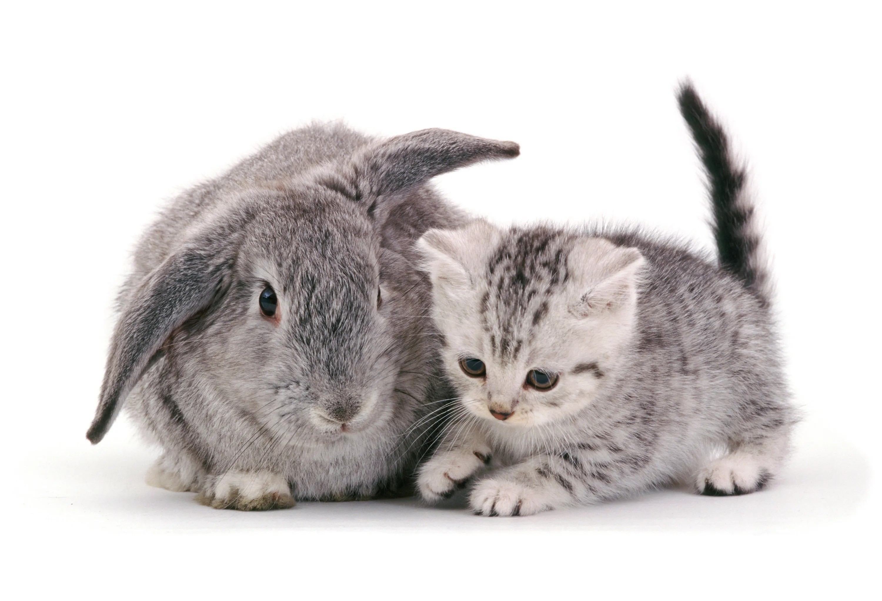 Обнинская с зайчиком. Кролик и котенок. Зайчик и котенок. Котенок и Зайчонок. Милые котята и кролики.