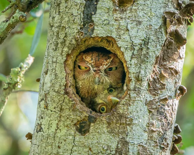“Tight Fit”. An eastern screech owlet tries to look out of the nest it shares with its mum, in a park in Florida, US. (Photo by Mark Schocken/Comedy Wildlife Photography Awards)