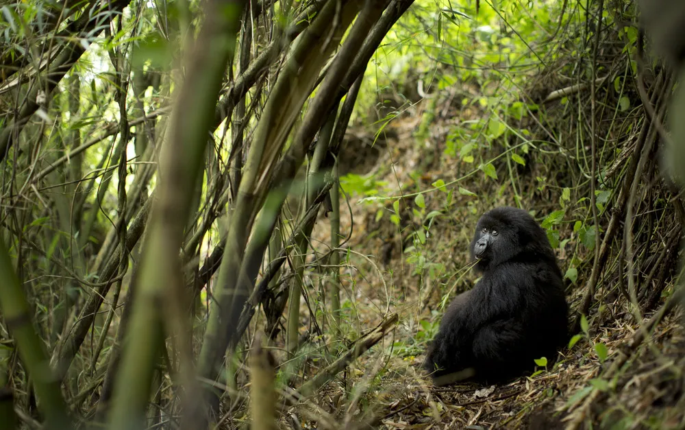 Gorillas in Rwanda