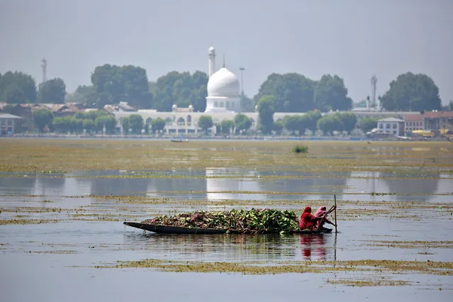 Women in canoes collect weeds on Dal lake in Srinagar as the city remains under curfew following weeks of violence in Kashmir, August 20, 2016. (Photo by Cathal McNaughton/Reuters)