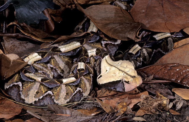 A Gaboon viper looks just like the forest floor in Central Africa. (Photo by Mark Carwardine/Caters News/Ardea)