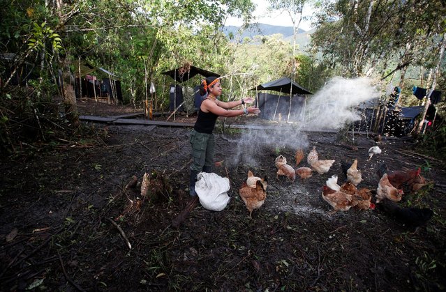 Patricia, a member of the 51st Front of the Revolutionary Armed Forces of Colombia (FARC), feeds chickens at a camp in Cordillera Oriental, Colombia, August 16, 2016. (Photo by John Vizcaino/Reuters)