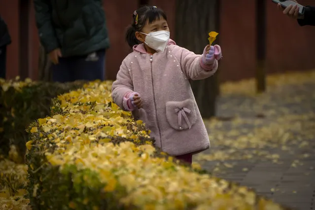 A girl wearing a face mask holds leaves that have fallen from trees at a public park in Beijing, Saturday, November 12, 2022. (Photo by Mark Schiefelbein/AP Photo)