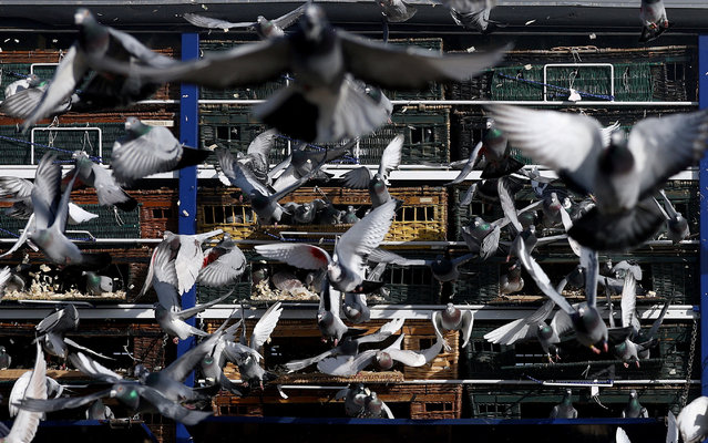 Pigeons in flight at start of the Up North Combined opening day race in Wetherby, Britain, on April 5, 2025. (Photo by Lee Smith/Reuters)