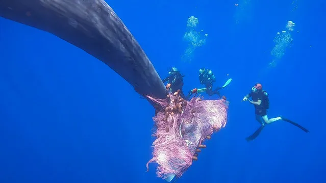 A grab taken from a handout video made available by the Italian Guard Coast (Guardia Costiera) shows GC divers working for hours to free a sperm whale from a fishnet in Mediterraneo Sea, off Sicily, Italy, 19 July 2020. A team of divers with biologists and coast guard followed for more than 48 hours off the island of Salina, in the Aeolian Islands, to free a sperm whale caught and injured in a fishing net illegal. (Photo by Carmelo Isgro/MuMa Museo del Mare di Milazzo/Reuters)