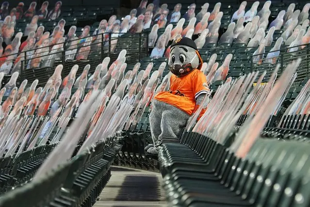 “Lou Seal”, San Francisco Giants mascot, while wearing a mask during the Major League Baseball game between the Texas Rangers and the San Francisco Giants at Oracle Park on August 1, 2020 in San Francisco, CA. (Photo by Kelley L. Cox/USA TODAY Sports)