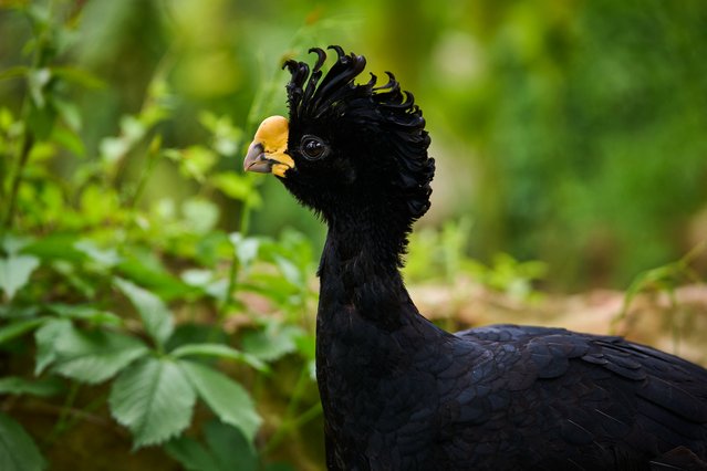 A big stone hoccos is pictured inside the Great South American aviary at the zoo park of Beauval in Saint-Aignan, central France, on May 7, 2025. (Photo by Guillaume Souvant/AFP Photo)
