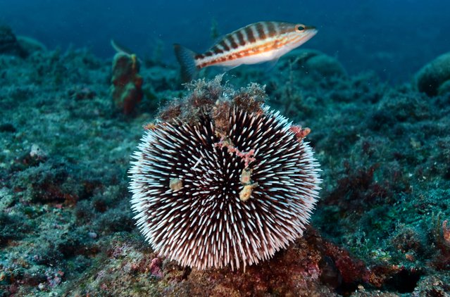 A sea urchin (Tripneustes ventricosus) is seen underwater at Asi Bay, located between Iztuzu and Sarigerme in Ortaca district of Mugla, Turkiye on April 22, 2024. Asi Bay is known for its underwater diversity and underwater caves, making it a main attraction for divers and underwater photographers. (Photo by Tahsin Ceylan/Anadolu via Getty Images)