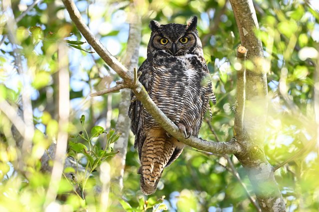 A view of a great horned owl in Bernal Heights of San Francisco, California on May 31, 2025. A family of great horned owls has become a local sensation in Bernal Heights, drawing the attention of bird enthusiasts and residents alike. The owls have unofficially earned the title of neighborhood mascots, turning a once-quiet hillside into a popular spot for wildlife watching. (Photo by Tayfun Coskun/Anadolu via Getty Images)