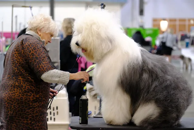 A woman grooms her Old English sheepdog, Norman Rose, at the City Classic dog show in Portland, Oregon on January 21, 2018. (Photo by Alex Milan Tracy/Sipa USA/Rex Features/Shutterstock)