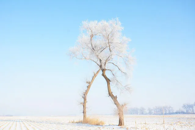 Rime ice scenery along the Songhua River on Rime Island in Wulajie Town, Jilin City, northeast China's Jilin Province, 4 January, 2023. (Photo by Rex Features/Shutterstock)