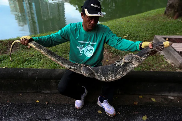 A park workers holds a monitor lizard at Lumpini park in Bangkok, Thailand, September 20, 2016. (Photo by Athit Perawongmetha/Reuters)
