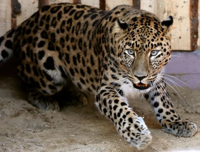 Amur leopard or Far Eastern leopard named Kirin, a 7-year-old male species born in the zoo of Prague and transported to Krasnoyarsk in August, walks at its new enclosure after a quarantine, at the Royev Ruchey zoo on the suburbs of the Siberian city of Krasnoyarsk, Russia, September 19, 2016. (Photo by Ilya Naymushin/Reuters)