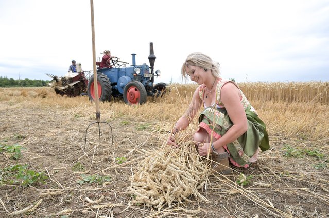 Jenna Jentsch bundles wheat harvested by a 1930s-era Fahr mower-binder, in Bernburg, Germany, on July 17, 2025. The traditional mower-binding for a harvest festival took place on a test field at the Bernburg campus of Anhalt University of Applied Sciences (Photo by Heiko Rebsch/picture alliance via Getty Images)