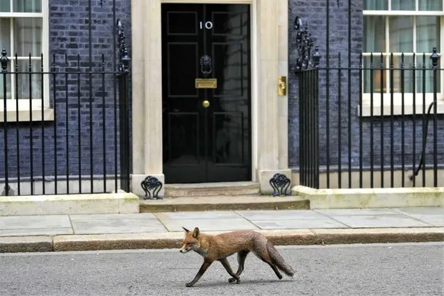 A fox passes 10 Downing Street as members of the Government hold a cabinet meeting inside Downing Street in London, Tuesday, January 31, 2023. (Photo by Kirsty Wigglesworth/AP Photo)
