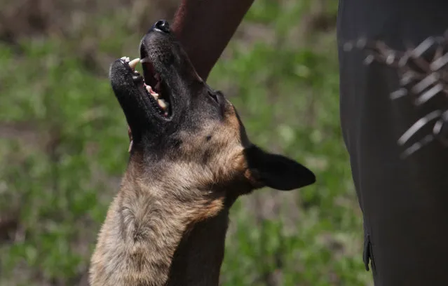 In this photo taken Wednesday, November 26, 2014 a dog and its handler are photographed during a simulated training at an academy run by the Paramount Group, near Rustenburg, South Africa. (Photo by Denis Farrell/AP Photo)