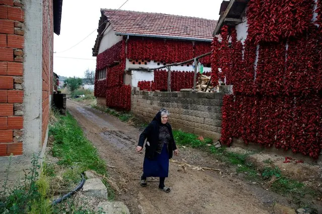 A woman walks along a road as bunches of paprika hang on the walls of houses to dry in the village of Donja Lakosnica, Serbia October 6, 2016. (Photo by Marko Djurica/Reuters)