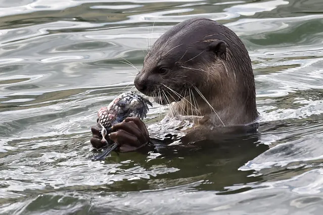 A wild otter feeds on fish at Marina bay reservoir in Singapore on October 3, 2016. Smooth-coated otters are commonly spotted in reservoirs and some parks and there some 50 otters estimated in Singapore. (Photo by Roslan Rahman/AFP Photo)