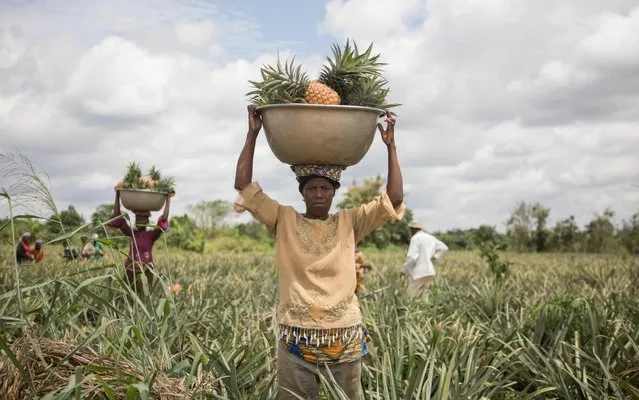 People work in a pineapple field in Soyo, Benin on September 29, 2017. From his chair in the middle of a pile of pineapples, Jean- Xavier Satola supervises cutting and packaging, as Benin – Africa' s fourth- biggest exporter of the fruit – starts trading again after an eight- month self- imposed absence. Last December, Benin' s government banned exports of the fruit after repeated warnings from the European Union about pineapples treated with the pesticide ethephon. (Photo by Yanick Folly/AFP Photo)