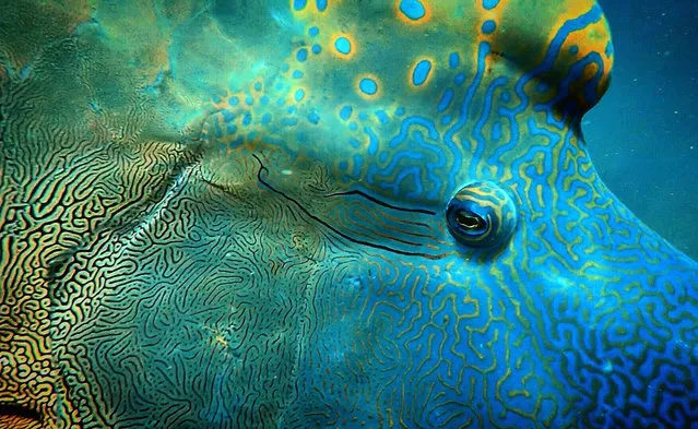 Up close and personal category student winner: Look Into My Eye by Lauren Henly (University of Exeter). This humphead wrasse swam up to the photographer at the end of a dive on the Great Barrier Reef. (Photo by Lauren Henly/2020 British Ecological Society Photography Competition)