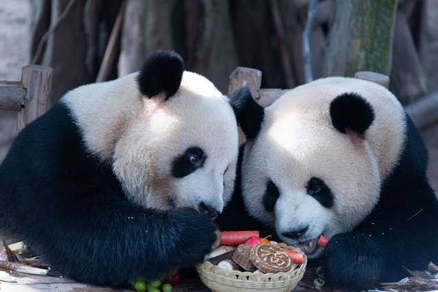 Giant pandas eat mooncakes to celebrate the Mid-Autumn Festival in Chongqing Zoo, China, on October 6, 2025. (Photo by Costfoto/NurPhoto/Rex Features/Shutterstock)