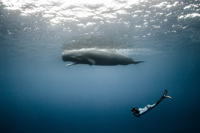 A diver with a sperm whales. (Photo by Alexandre Roubaud/Alexandre Voyer/Caters News)