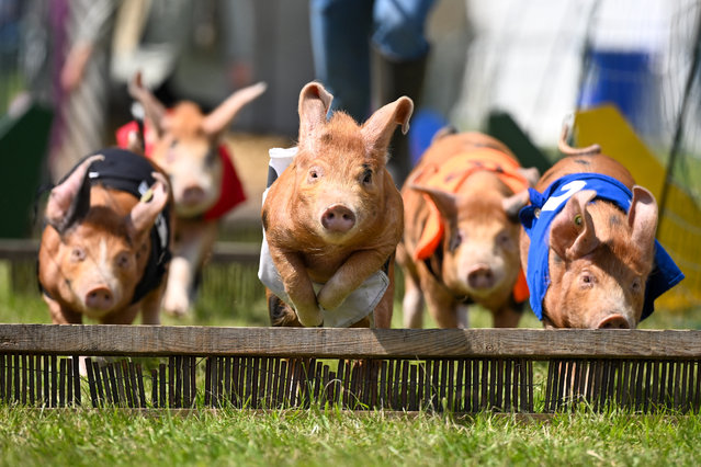 Joseph's Amazing Racing Pigs entertain the crowds at the Gillingham And Shaftesbury Spring Countryside Show, on June 09, 2024 in Shaftesbury, England. The countryside show celebrates Dorset's rural life, traditions and culture. Initially set to be the first countryside show of Dorset's rural calendar but now featuring near the end of Spring after a postponement due to a waterlogged showground. (Photo by Finnbarr Webster/Getty Images)