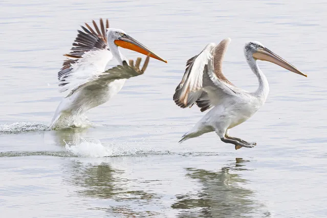 Large Pelicans birds as seen floating in the water of Kerkini lake in their natural environent in Serres region, Macedonia, Greece on March 2023. Dalmatian Pelican scientifically known as Pelecanus crispus of the Pelecanidae family are known for the long beak, large throat pouch, are a rare species, the largest freshwater bird in the world and has the conservation status of vulnerable and threatened. Kerkini lake is an artificial water reservoir created in 1932, a very important location for birds around the world for migratory route flyway, one of the premier birding sites in Greece and part of Ramsar Wetland, Convention on Wetlands of International Importance especially as Waterfowl Habitat treaty. The lake attracts visitors and people for birdwatching from around the world to capture wildlife scenes. (Photo by Nicolas Economou/NurPhoto via Getty Images)