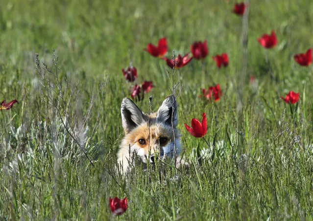 A fox in the Rostovsky nature reserve in Orlovsky District, by the shores of Lake Manych-Gudilo, Rostov-On-Don Region, Russia on April 25, 2018. (Photo by Valery Matytsin/TASS via Getty Images)