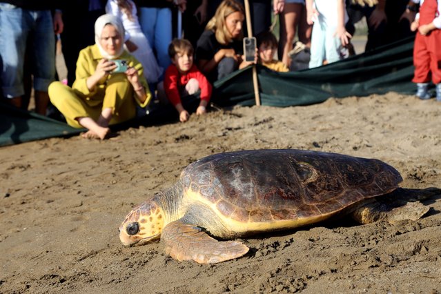 A rehabilitated loggerhead sea turtle (Caretta caretta) crawls into the sea after being released by the Sea Turtle Research, Rescue and Rehabilitation Center (DEKAMER) on Iztuzu Beach in the Ortaca district of Mugla, Turkiye, on October 25, 2025, where around 40,000 hatchlings reached the sea this season from 770 nests along the protected beach, as DEKAMER continues its conservation work since 2008 by treating injured turtles and releasing them back into the sea. (Photo by Osman Akca/Anadolu via Getty Images)