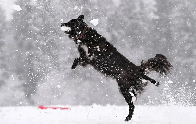 Cross breed dog Luke jumps for a snowball that has been given him in Isny, (Baden-Wuerttemberg), Germany, November 22, 2015. Overnight around ten centimeters of snow have fallen in the Wuerttemberg Allgaeu. (Photo by Felix Kaestle/EPA)