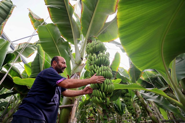 A man grabs a banana bunch at a green house in Jolfa in northern Iran by the Aras river (not in the picture) on the Iran to Azerbaijan border, on September 18, 2025. (Photo by Atta Kenare/AFP Photo)