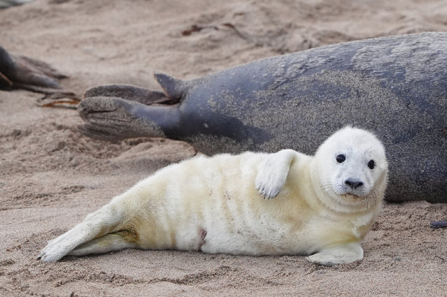 Seals on the Farne Islands during the annual census of pup numbers at one of England's largest grey seal colonies on Wednesday, November 12, 2025. The islands, off the Northumberland coast, is an important haven for thousands of seabirds and hundreds of adult seals, and are looked after by the National Trust. (Photo by Owen Humphreys/PA Images via Getty Images)