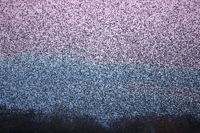 Thousands of starlings above the reedbeds at RSPB Ham Wall in Somerset in the second decade of November 2025, where a single murmuration can be formed of more than 100,000 birds. The UK’s plummeting population is boosted in winter by migrant birds from northern Europe. (Photo by Brian Matthews/TwoPointO Media)