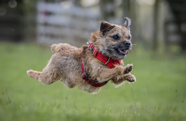 Image of Border Terrier pup chasing a ball and enjoying themselves a day out in the English countryside in Durham in the second decade of April 2023. (Photo by BryanWalker/Media Drum Images)